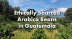 Café Grumpy Guatemala Single Origin Whole Coffee Beans, 12 oz Bag Farm to Table Medium Roast, French Press Pour Over Cold Brew Drip