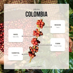 Reborn Coffee Specialty Whole Bean Coffee, Medium Roast, 12 Ounce, Colombia Black Condor Tolima, Flavor Notes of Chocolate, Nut, and Citrus