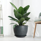 12/10/9 Large Modern Plant Pots, Plastic Planters with Drainage Holes and Saucers for Indoor Outdoor Plants Flowers, Black with Green Speckles