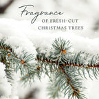 Thymes Frasier Fir Reed Diffuser Set – Includes Reeds, Fragrance Oil, and Frosted Glass Bottle – Fragrance Oil Diffuser – Room Fresheners – Luxury Home Decor – Silver (Statement, 4 fl oz)