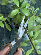 Indoor Plant Shears and Garden Scissors, Houseplant Shears Made of Japan SK5 Stainless Steel, Flowers Herbs and Plant Cutters, Clippers, Trimmers, Loppers, Bonsai Plant Pruning Scissors