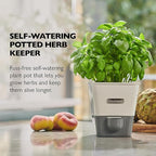 Cole & Mason Self-Water Herb Keeper - Potted Herb Saver with Hydro Pad & Pour Spout - Fresh Herb Keeper for Refrigerator - Herb Storage & Container