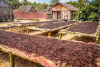50 Organic Madagascar Vanilla Beans. Whole Grade A Vanilla Pods for Vanilla Extract and Baking